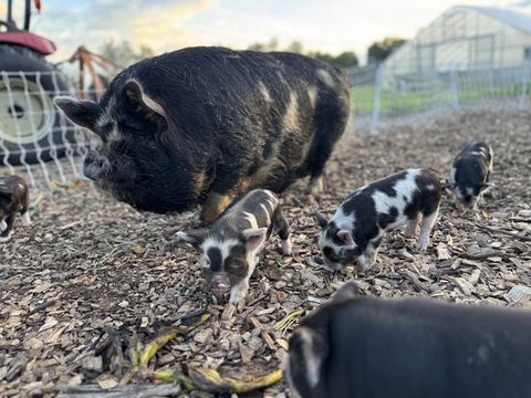 A KuneKune sow with her seven piglets at the pasture edge at Dropstone Farm in Ghent, NY