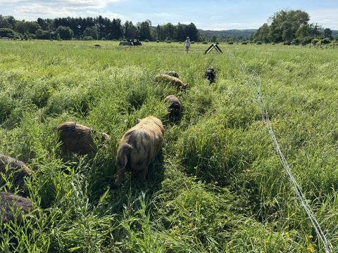 A herd of KuneKune pigs grazing in morning light