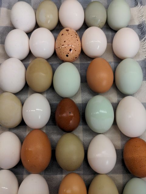A basket of fresh eggs from pastured hens at Dropstone Farm