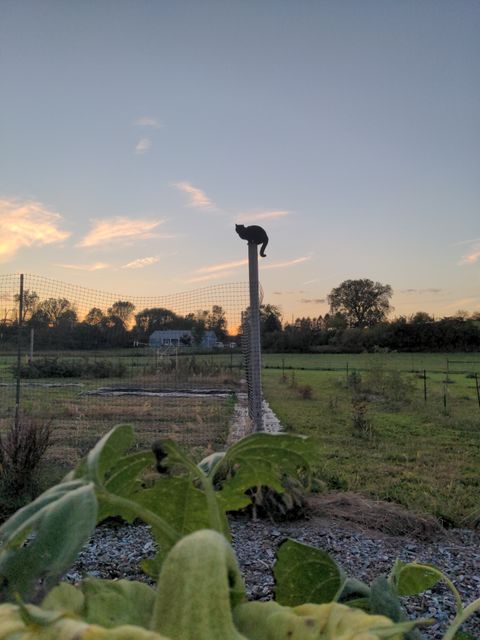 A black farm cat sitting on a fence post against a storm sky at Dropstone Farm