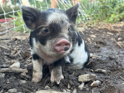 A black and white spotted KuneKune piglet from the unregistered litter looking up at the camera