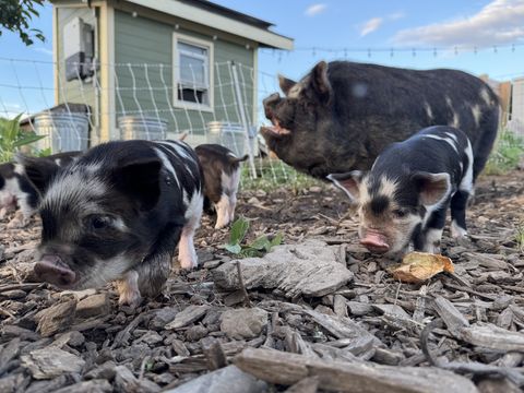 Spotted piglets from the unregistered KuneKune litter exploring the wood chips at Dropstone Farm