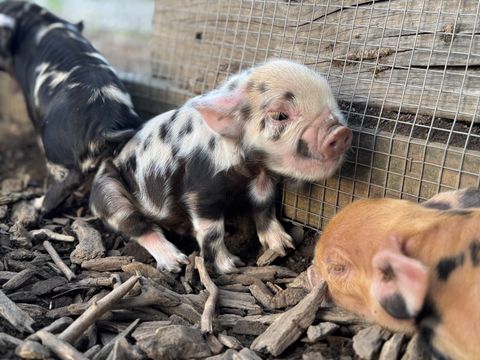 A white KuneKune piglet with black spots from the registered litter, with a ginger littermate behind