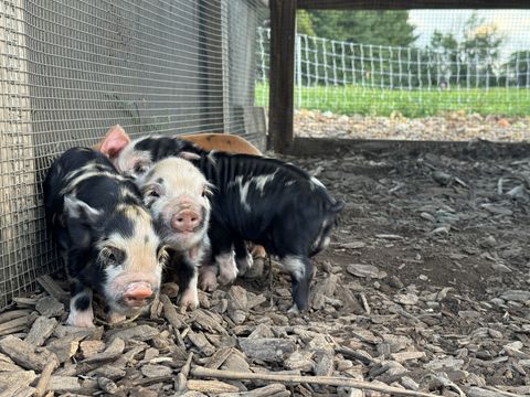 Three piglets from the registered KuneKune litter in their run at Dropstone Farm in Ghent, NY