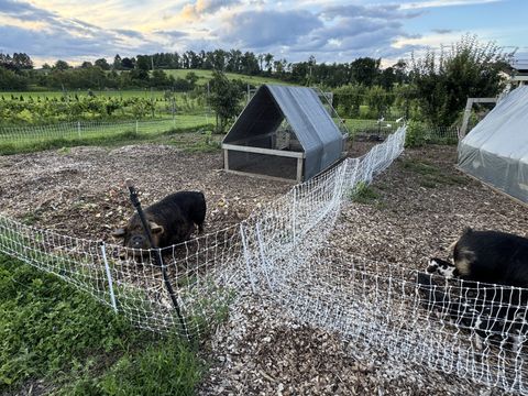 The two KuneKune mothers at the fence line at Dropstone Farm in Ghent, NY, with a chicken tractor behind