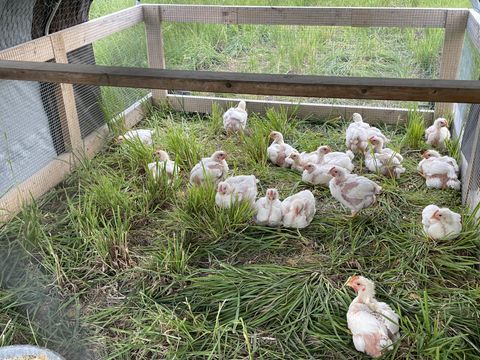 Pastured meat chickens on grass beside a chicken tractor