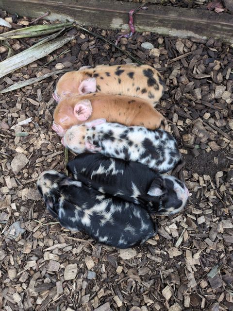 The five newborn piglets of the registered KuneKune litter huddled together on wood chips at Dropstone Farm