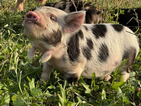 A KuneKune pig at eye level on open pasture at Dropstone Farm in Ghent, NY